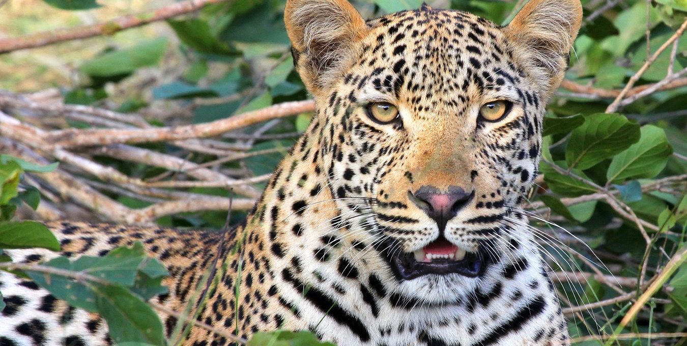 Authentic safaris..