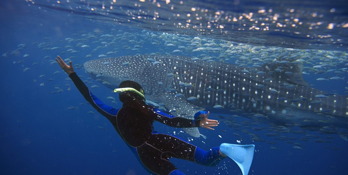 Magical whalesharks..