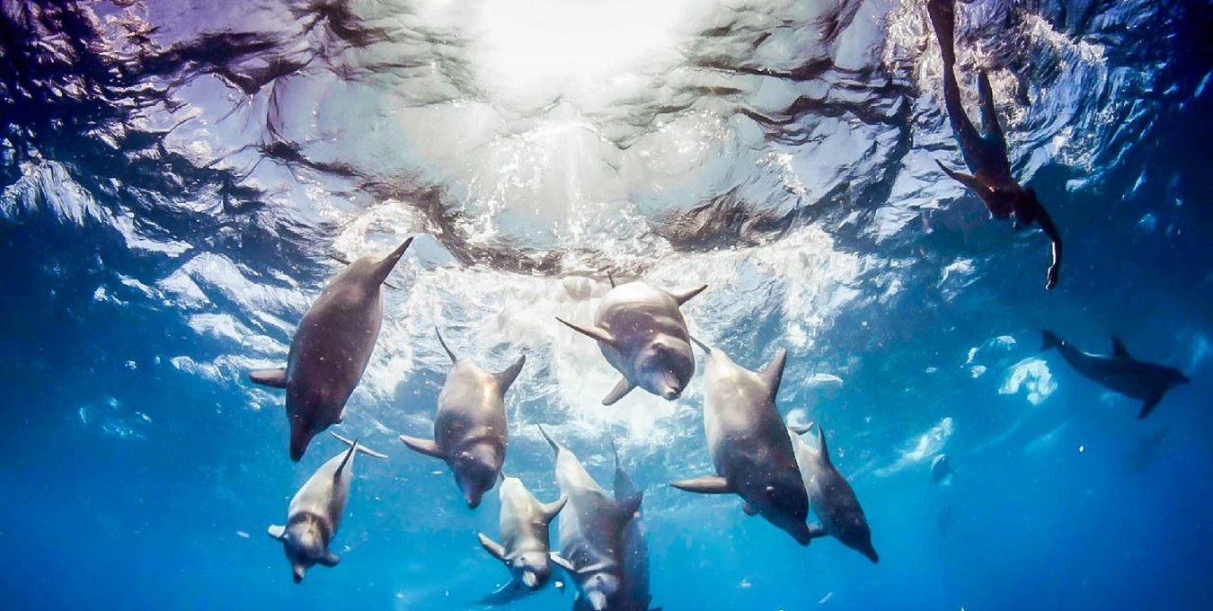 Swim with wild dolphins..