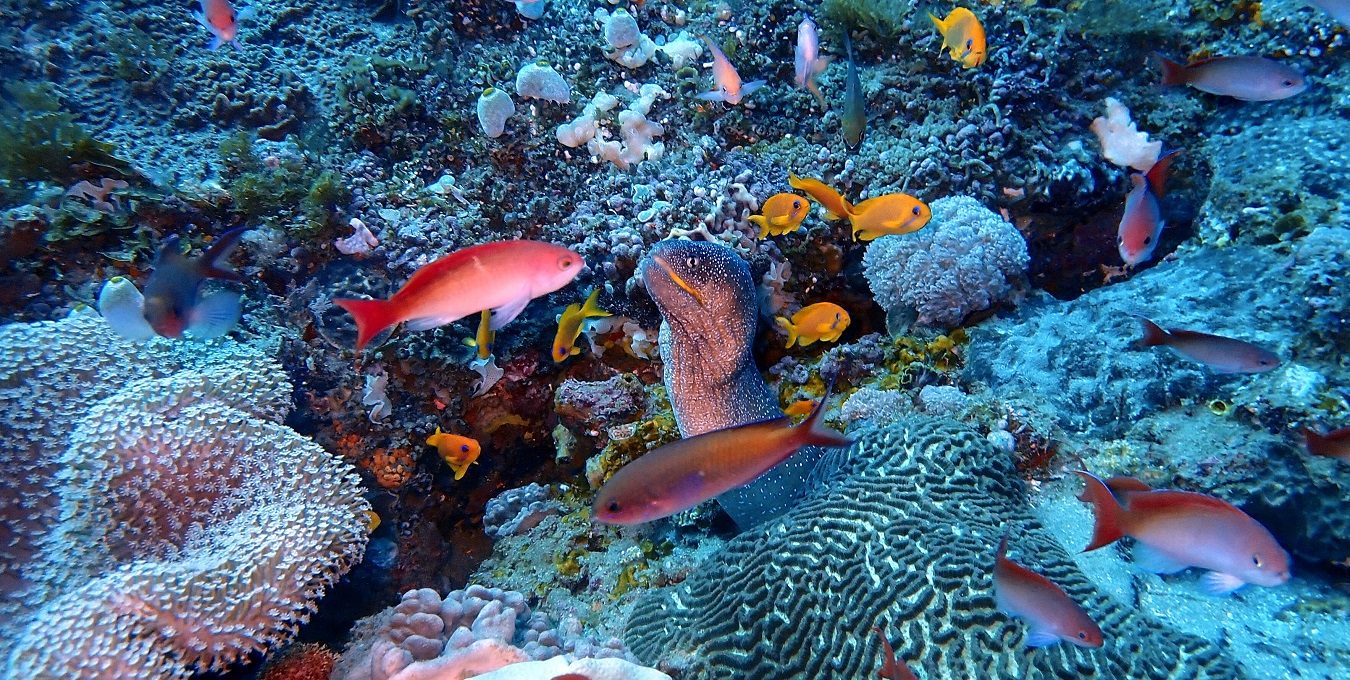 World class scuba diving..