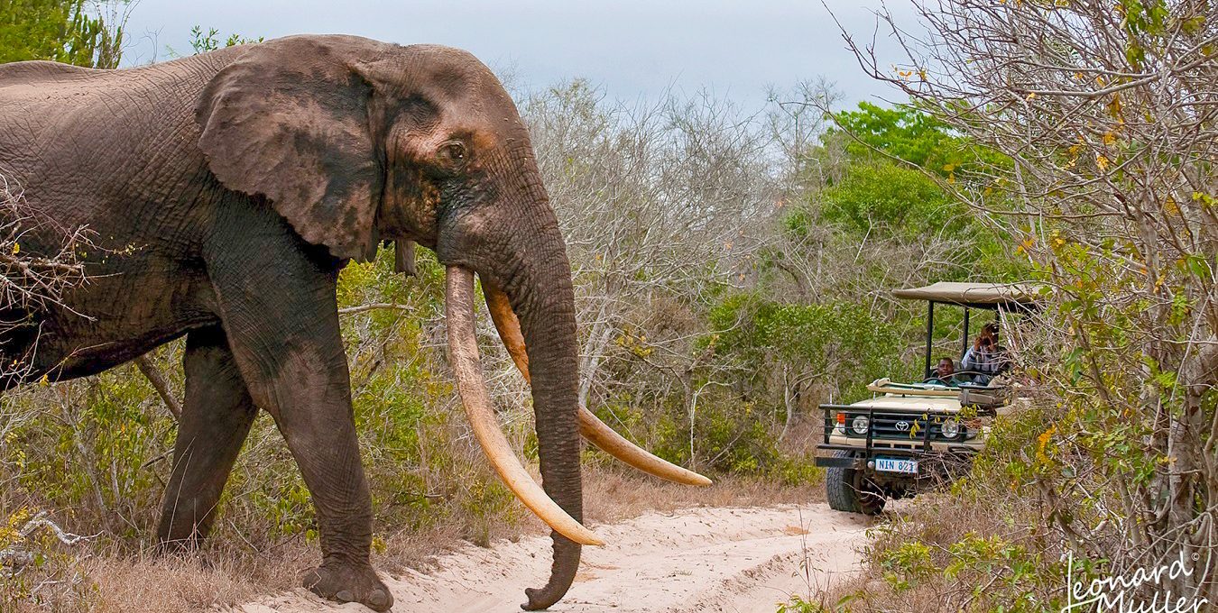 Giant tuskers..