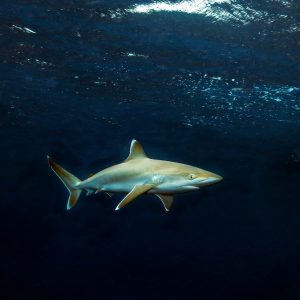 Shark diving in Thongaland