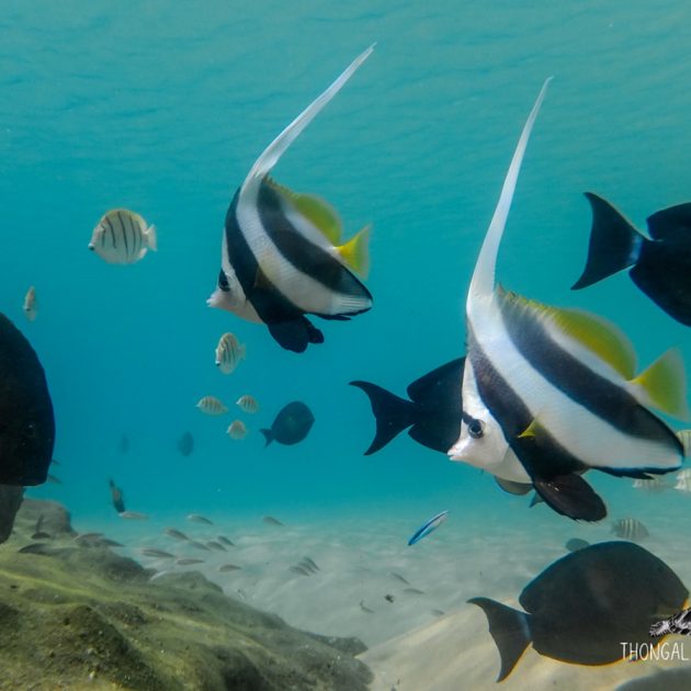 Snorkeling holidays in South Africa